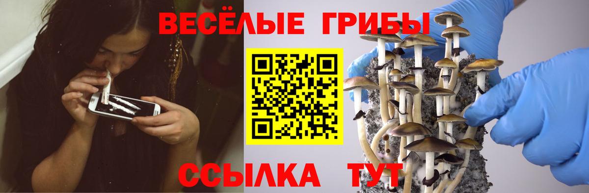 Псилоцибиновые грибы Psilocybe Будённовск